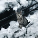 getigerte Katze sitzt im Schnee und guckt in die Kamera