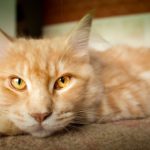 Rote Katze mit Luchsohren guckt müde in Kamera