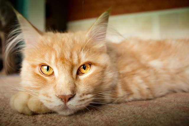 Rote Katze mit Luchsohren guckt müde in Kamera