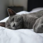 Graue Katze liegt auf Bett. Sie sieht sehr müde aus.