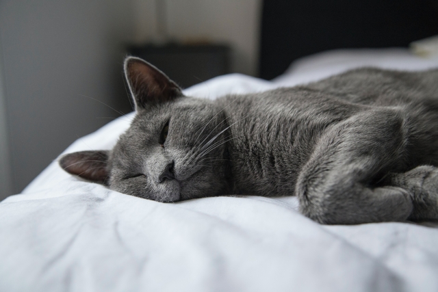 Graue Katze liegt auf Bett. Sie sieht sehr müde aus.