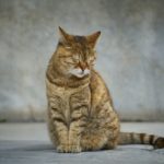 Katze guckt auf Boden