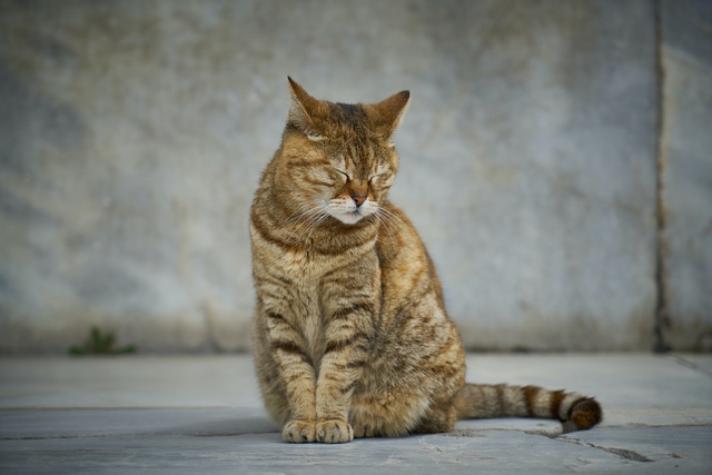 Katze guckt auf Boden