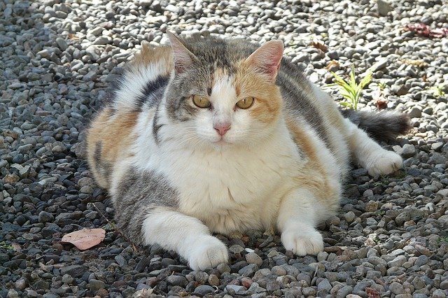 Dicke Glückskatze guckt in Kamera