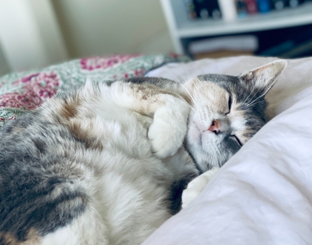 weiße und braune Katze auf weißem Stoff in Bett