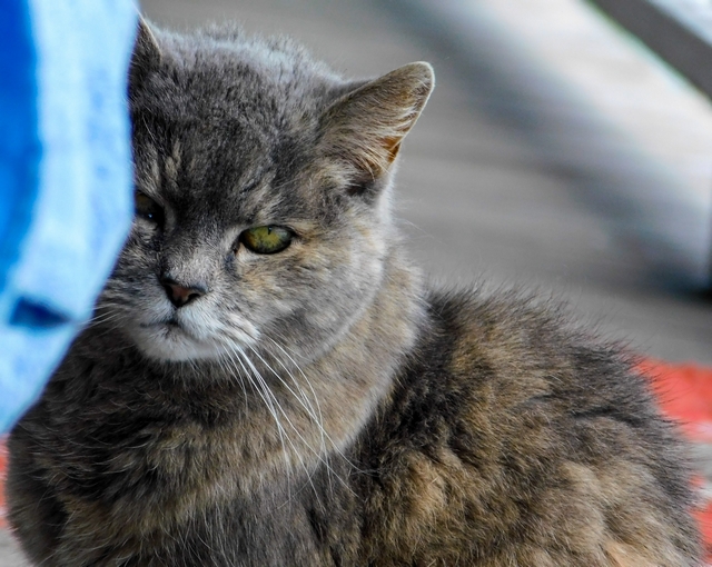 Alte Katze guckt in Kamera