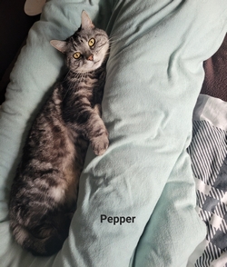Getigerte Katze liegt im Bett und schau in die Kamera