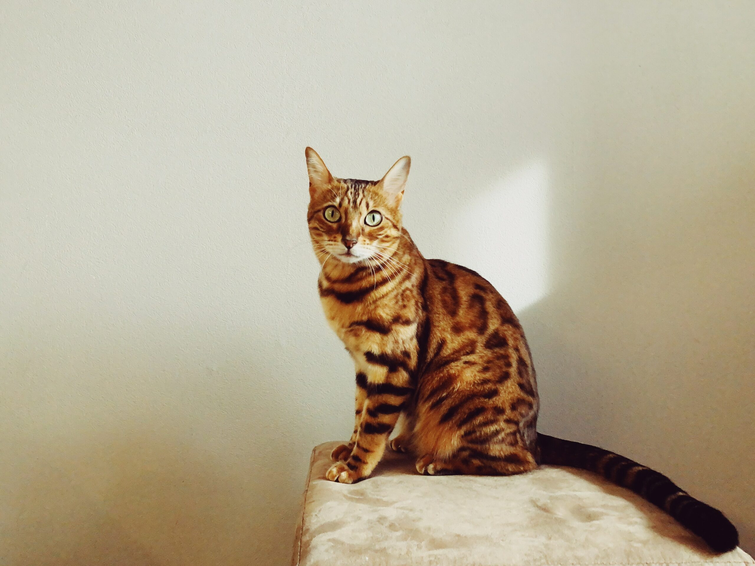 Bengalkatze