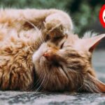 Organe Katze hält sich die Augen zu + Nichtrauchen Symbol