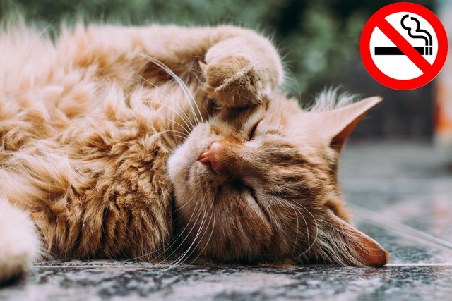 Organe Katze hält sich die Augen zu + Nichtrauchen Symbol