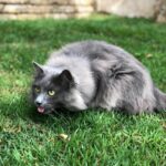 Graue Katze sitzt im Gras