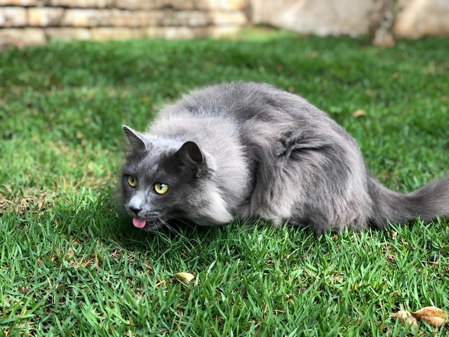 Graue Katze sitzt im Gras