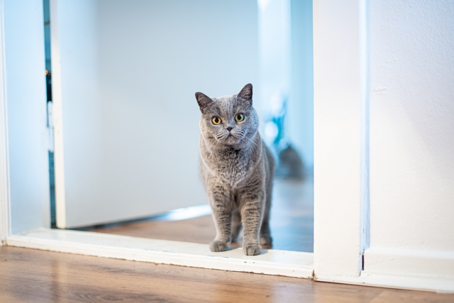 Graue Katze guckt in Kamera