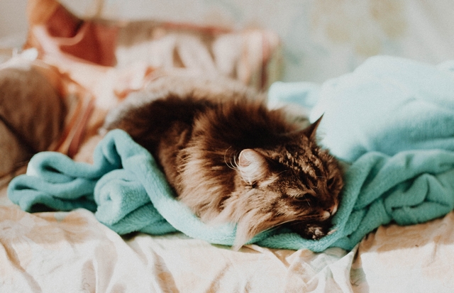 Braun weiße Katze liegt müde auf dem Bett