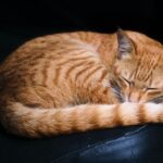 Rote Katze schläfe