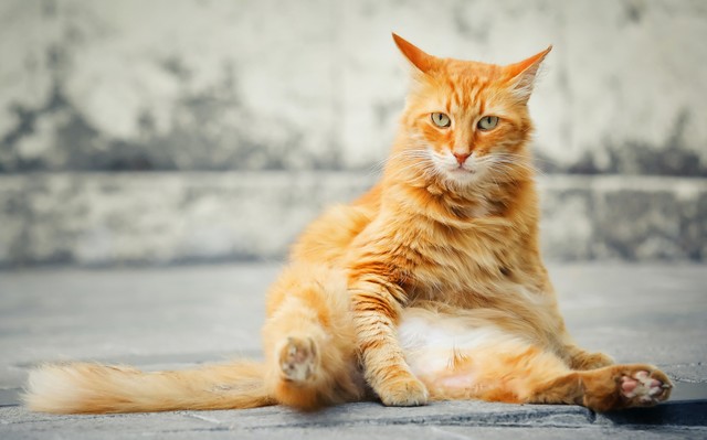 Rote Katze putzt sich und guckt dabei in die Kamera