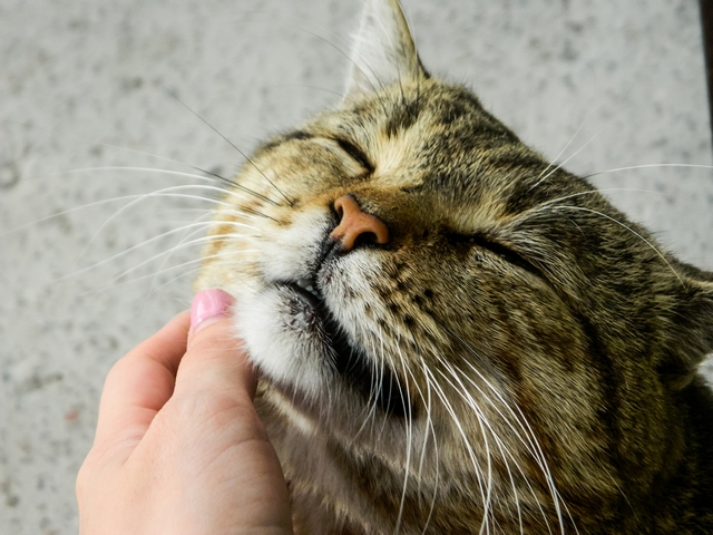 Braune katze wird an der wange gestreichelt