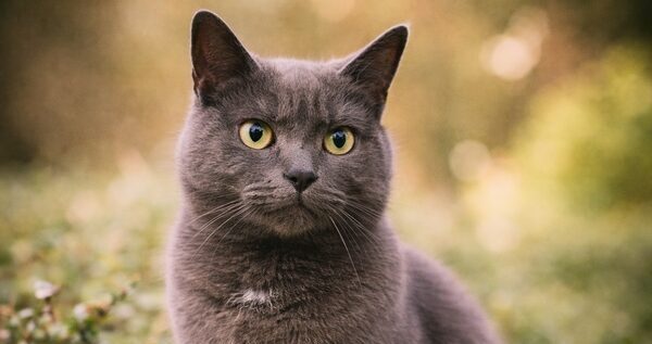 Graue Katze im Freien mit natürlichem Hintergrund