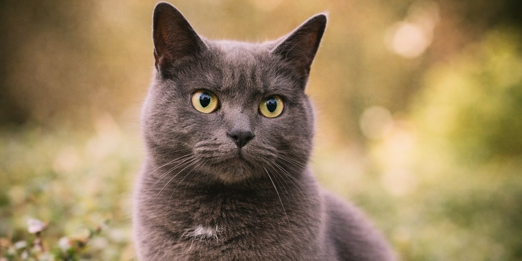 Graue Katze mit gelben Augen schaut in die Kamera. Hintergrund unscharf aber eine warme Atmosphäre im garten